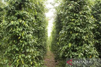 Petani lada di Bangka kembangkan inovasi Melada
