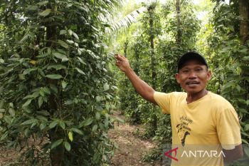 Bangka targetkan produksi lada 3.000 ton tahun ini