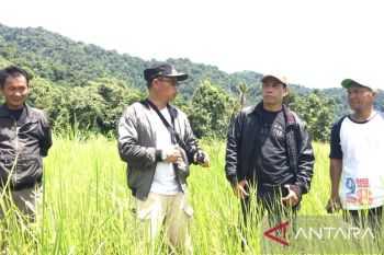 Pemkab Sigi  revitalisasi lahan 50 hektare untuk petani tanam padi