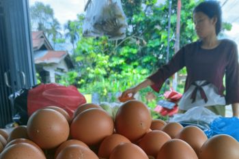 Harga telur di Pekanbaru melambung  jadi Rp2.000 per butir