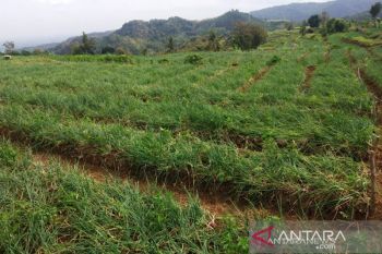 Petani Bantul harus melek teknologi pertanian