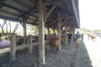 Pasar Hewan di Loteng tetap dibuka