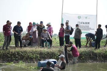 Peternak binaan Dompet Dhuafa panen ikan gurame satu ton per kolam