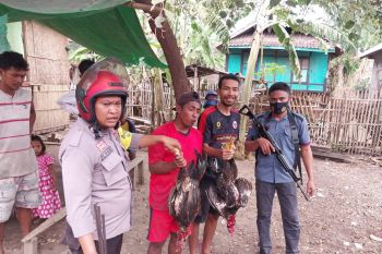 Gelanggang sabung ayam dibakar polisi, dua ekor ayam dipotong