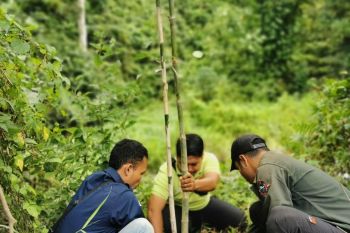 Gandeng pecinta alam, PLN tanam pohon di Santong Lombok Utara