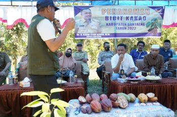 Pemkab Bantaeng mulai tanam 406 bibit kakao tingkatkan kesejahteraan petani