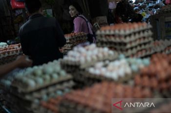 Harga telur dalam sepekan naik dua kali di Kendari