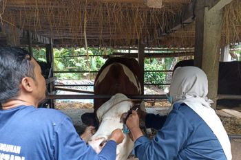 Kulon Progo mendapat bantuan vaksin PMK tahap ketiga 1.300 dosis