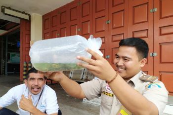 2,3 juta benih udang vaname masuk ke Sumbar sepanjang Agustus, termasuk dari Lampung Selatan