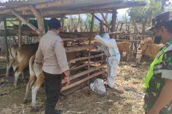 Vaksinasi PMK ternak di Lombok Tengah mencapai 32 ribu ekor