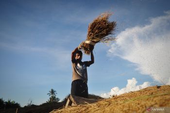 Bulog  pastikan cadangan beras pemerintah di Sulteng aman hingga 2023