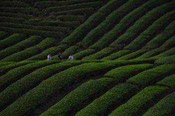 Menikmati Pesona Kebun Teh Solok