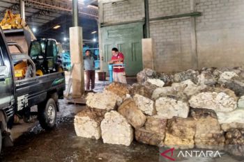 Harga getah karet di Bengkulu turun jadi Rp5 ribu per Kg