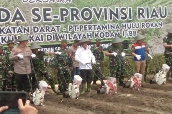 Pertamina Hulu Rokan olah 100 hektare lahan dukung ketersediaan pangan masyarakat