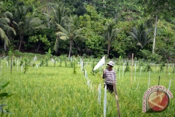 Petani di OKU kesulitan dapat pupuk bersubsidi