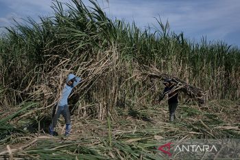 Indonesia targets 1.6M jobs through plantation downstreaming