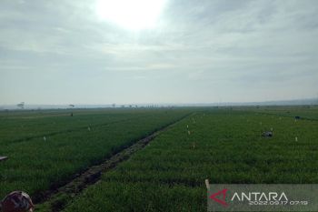 11 hektare tanaman bawang merah di Kulon Progo terserang ulat