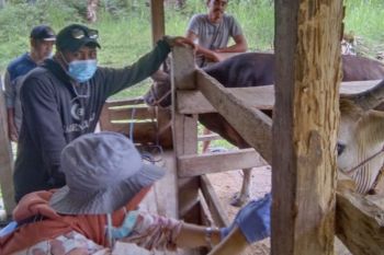 Sebanyak 50.646 ternak di Sulsel telah divaksinasi PMK