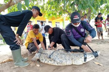 Warga evakuasi buaya muara di area tambak udang Desa Bandarnegeri