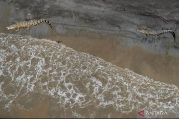 BPBD Banyuasin terjunkan tim cari warga hilang diduga diterkam buaya saat bersihkan perahu