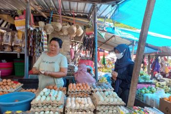 Harga telur di Kota Mataram mencapai Rp60 ribu per tray
