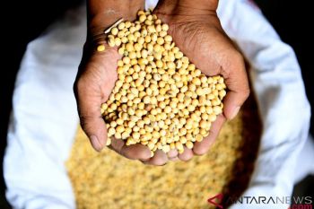 Kebijakan harga kedelai segera ditetapkan Badan Pangan Nasional