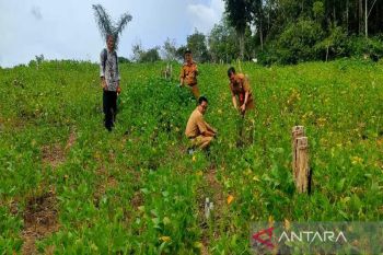 Kendalikan inflasi, Pemkab Barut lakukan penguatan ketahanan pangan