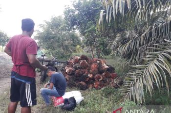 Harga sawit di Bengkulu kembali naik