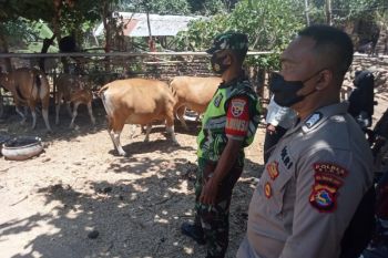 90 ribu ekor ternak di Lombok Tengah telah divaksin PMK
