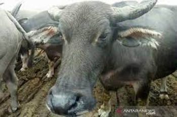 Puluhan kerbau di Kampar Riau mati karena penyakit ngorok