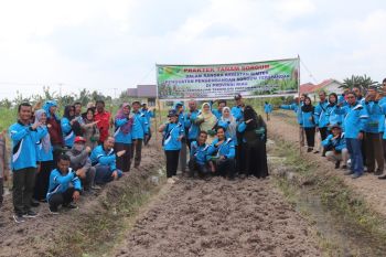 BPTP Riau kembangkan sorgum atasi krisis pangan dan bimbing 50 petani