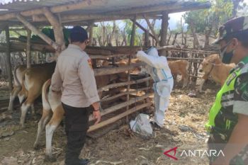 150 ribu vaksin tambahan PMK sampai di NTB