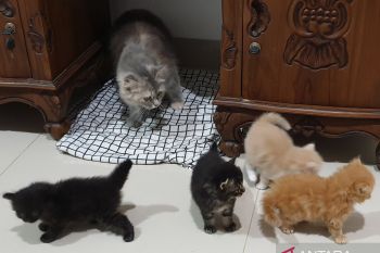 Polisi periksa terduga pelaku pembunuh kucing di Matraman