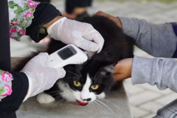 Garut vaksinasi gratis hewan peliharaan cegah penularan rabies