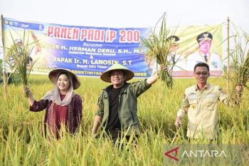 Gubernur Sumsel kembangkan OKU Timur jadi sentra pepaya California