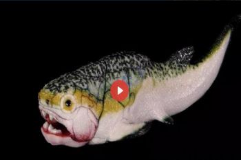 Peneliti Australia Temukan Jantung Ikan Purba Berusia 380 Juta Tahun