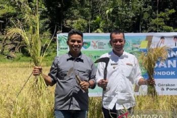 Pesisir Selatan kembangkan integrasi sapi bali dan perkebunan sawit