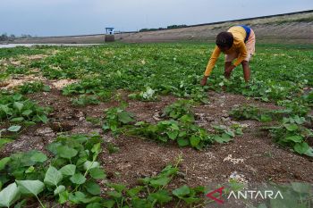 RI bergantung bertumpu pada pertanian lahan kering