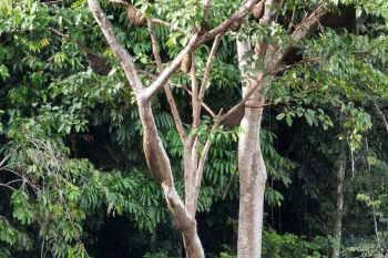 Asa di pohon Nyawai, meramu pelestarian alam dan kesejahteraan Apau Kayan