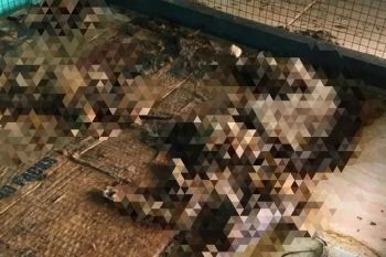 Viral, kucing mati kering di penitipan hewan di Pekanbaru