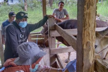 DPKH Sinjai fokus merampungkan vaksinasi PMK sembilan kecamatan