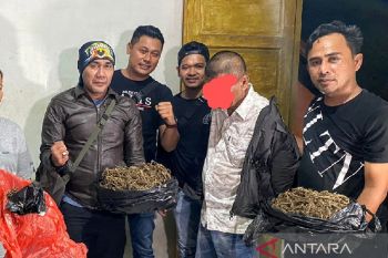Polresta Padang gagalkan peredaran satu kilogram ganja kering