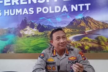 Polda NTT gagalkan pengiriman puluhan sapi ilegal selama sepekan
