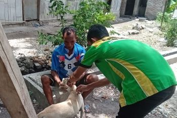Pemkab Ende ajak warga dukung vaksinasi rabies