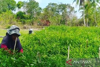 BMKG Ranai buka sekolah cuaca bagi petani Natuna