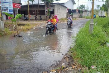 Jalan simpang empat Wakul Lombok Tengah ditanami pohon pisang