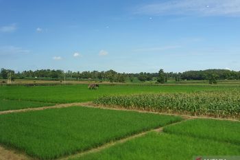 Wagub Sumsel ajak bupati gencarkan program gerakan mandiri pangan