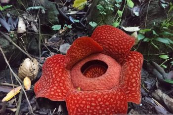 Belasan bunga raflesia ditemukan mekar di Kabupaten Solok
