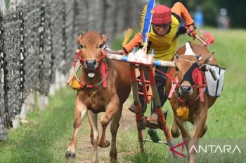 Pemkab Bangkalan bentuk tim gabungan karapan sapi Piala Presiden 2022