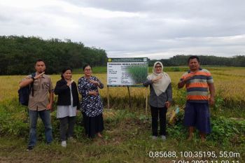 BPTP Riau dorong petani Rokan Hulu  produksi benih bermutu